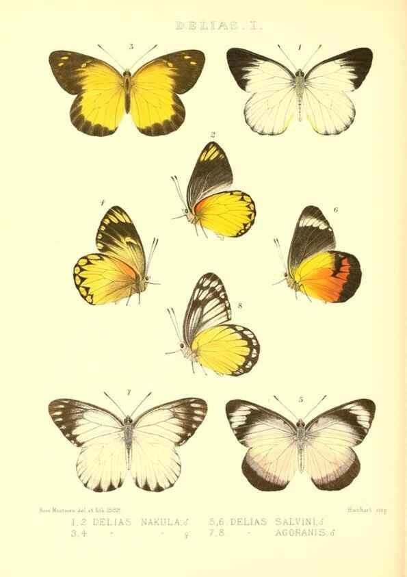 Reproducción/Reproduction 48954558902: Rhopalocera exotica. London :Gurney & Jackson,1887-1902.. 
