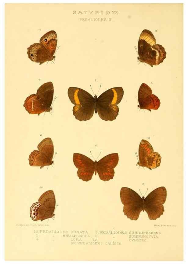 Reproducción/Reproduction 48954620482: Rhopalocera exotica. London :Gurney & Jackson,1887-1902.. 