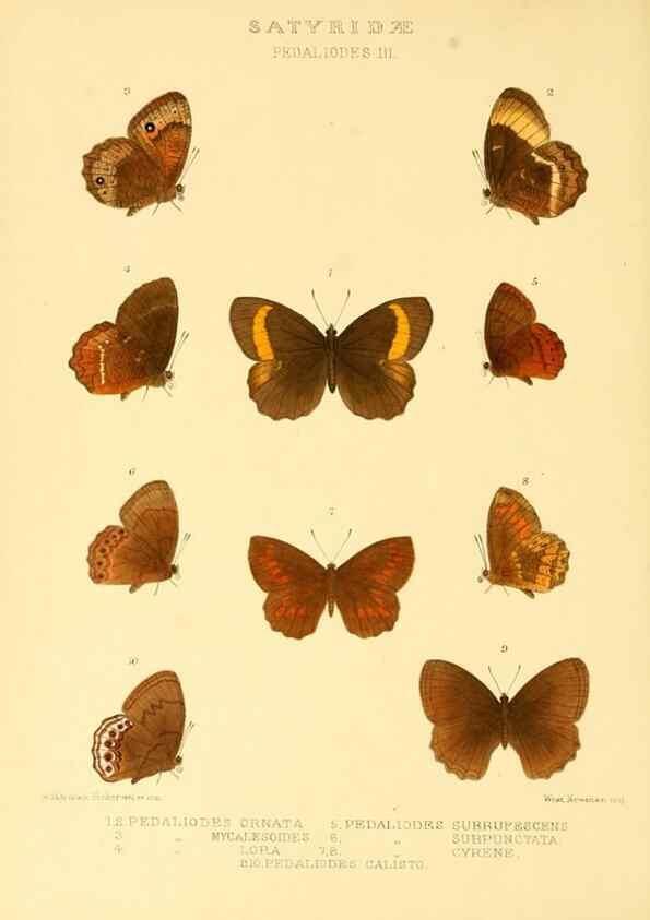Reproducción/Reproduction 48954620482: Rhopalocera exotica. London :Gurney & Jackson,1887-1902.. 