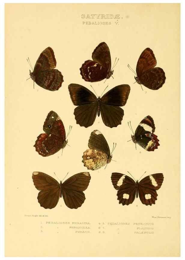 Reproducción/Reproduction 48954621242: Rhopalocera exotica. London :Gurney & Jackson,1887-1902.. 