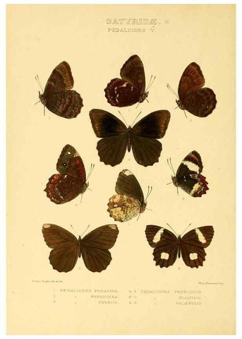 Reproducción/Reproduction 48954621242: Rhopalocera exotica. London :Gurney & Jackson,1887-1902.. 