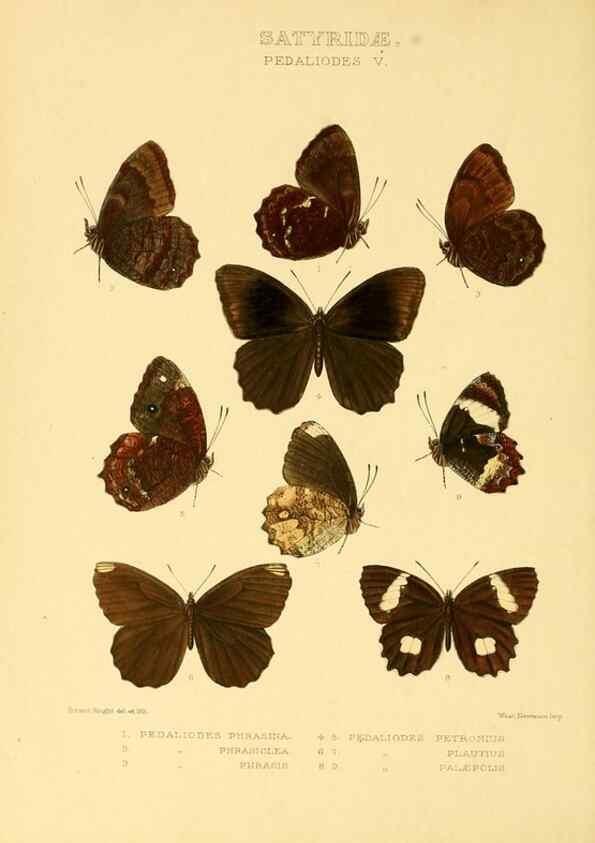 Reproducción/Reproduction 48954621242: Rhopalocera exotica. London :Gurney & Jackson,1887-1902.. 