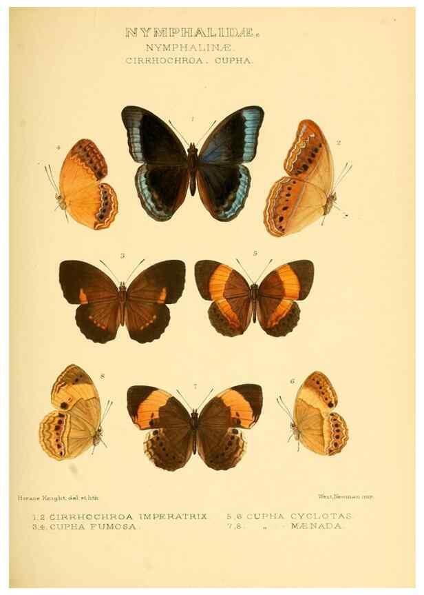 Reproducción/Reproduction 48954442386: Rhopalocera exotica. London :Gurney & Jackson,1887-1902.. 