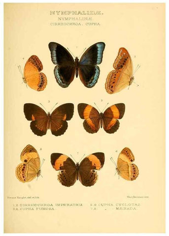 Reproducción/Reproduction 48954442386: Rhopalocera exotica. London :Gurney & Jackson,1887-1902.. 