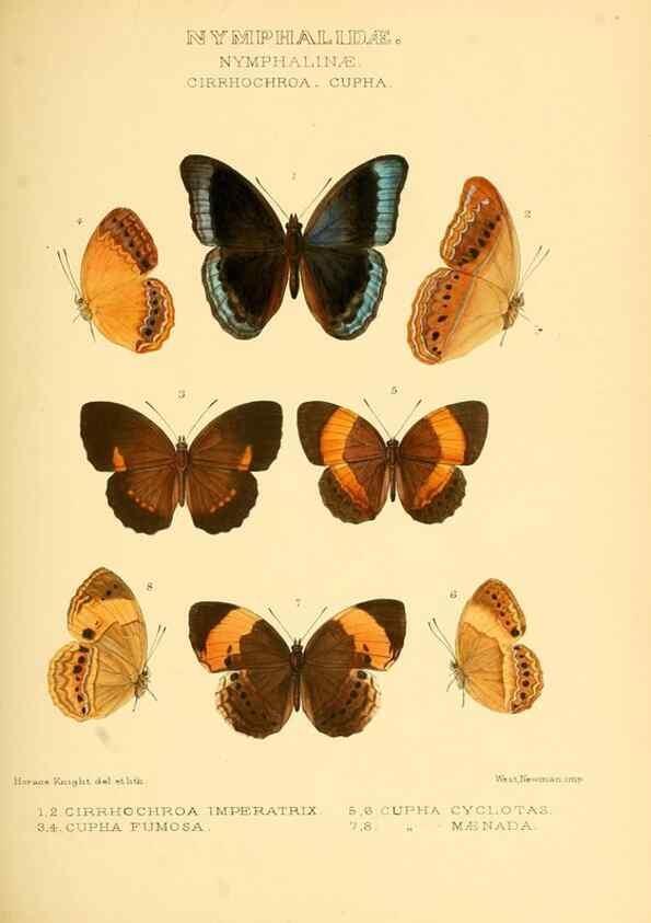 Reproducción/Reproduction 48954442386: Rhopalocera exotica. London :Gurney & Jackson,1887-1902.. 