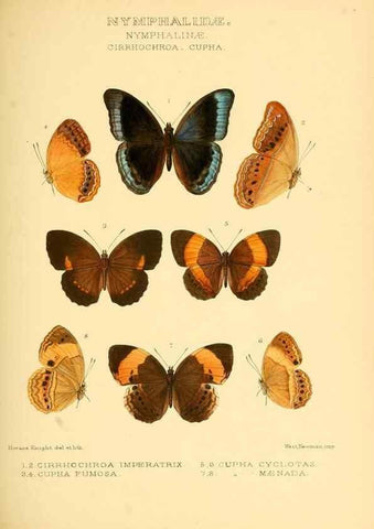 Reproducción/Reproduction 48954442386: Rhopalocera exotica. London :Gurney & Jackson,1887-1902.. 