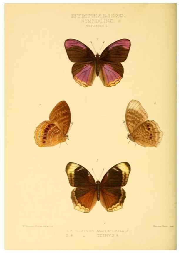 Reproducción/Reproduction 48954442681: Rhopalocera exotica. London :Gurney & Jackson,1887-1902.. 