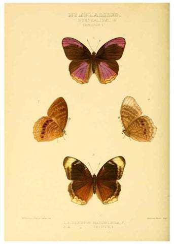 Reproducción/Reproduction 48954442681: Rhopalocera exotica. London :Gurney & Jackson,1887-1902.. 