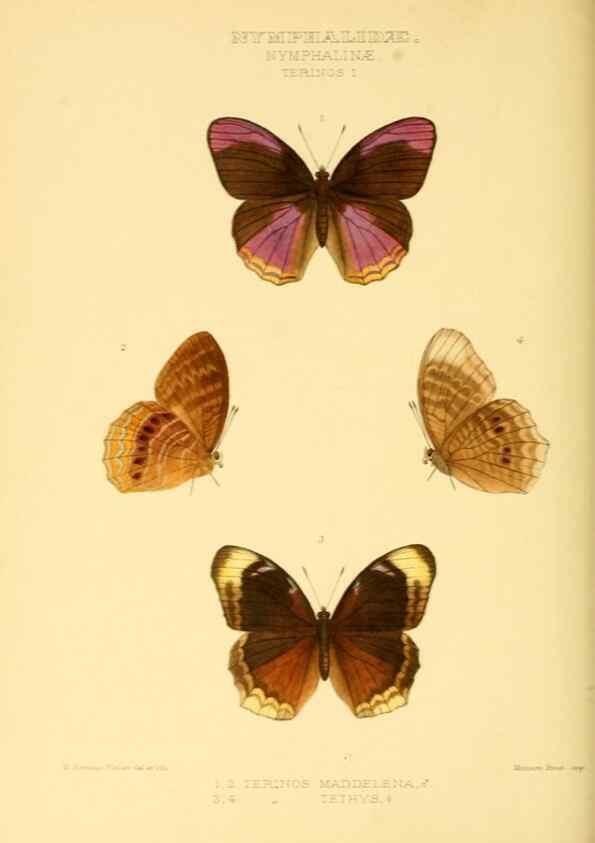 Reproducción/Reproduction 48954442681: Rhopalocera exotica. London :Gurney & Jackson,1887-1902.. 