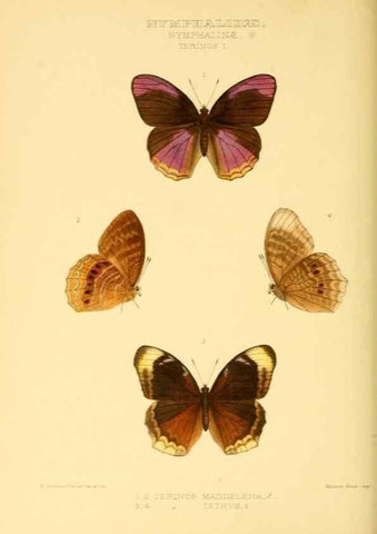Reproducción/Reproduction 48954442681: Rhopalocera exotica. London :Gurney & Jackson,1887-1902.. 