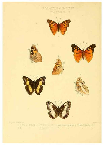 Reproducción/Reproduction 48954629952: Rhopalocera exotica. London :Gurney & Jackson,1887-1902.. 
