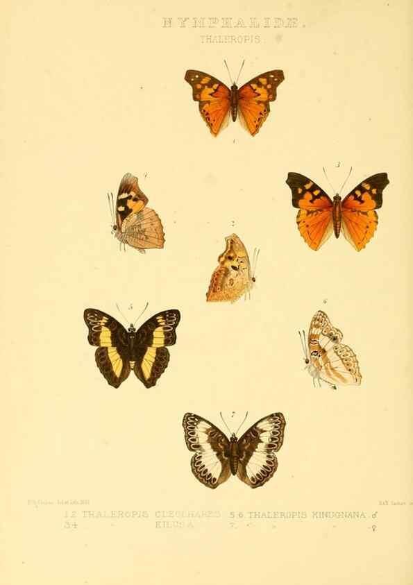 Reproducción/Reproduction 48954629952: Rhopalocera exotica. London :Gurney & Jackson,1887-1902.. 