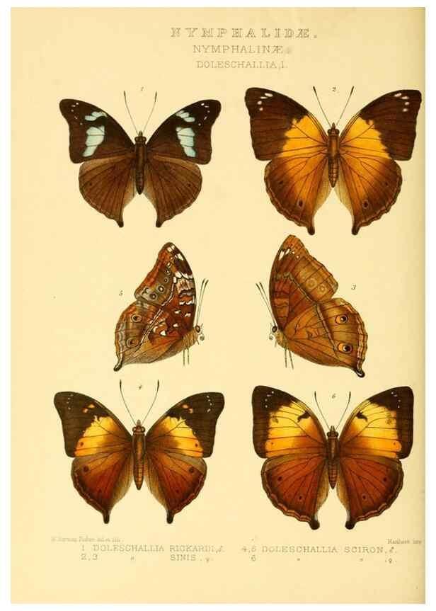 Reproducción/Reproduction 48954630337: Rhopalocera exotica. London :Gurney & Jackson,1887-1902.. 