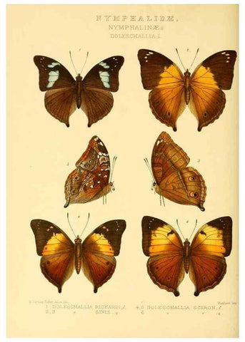 Reproducción/Reproduction 48954630337: Rhopalocera exotica. London :Gurney & Jackson,1887-1902.. 