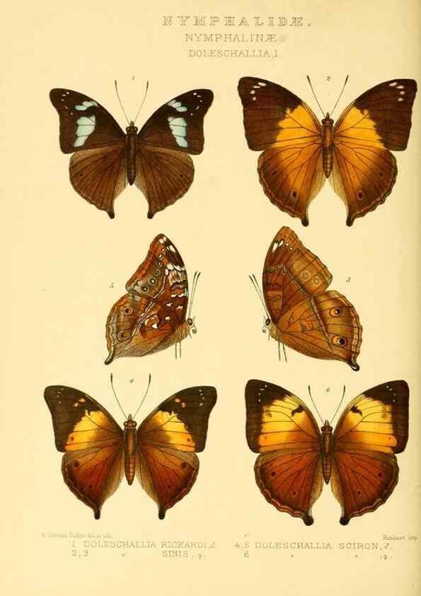 Reproducción/Reproduction 48954630337: Rhopalocera exotica. London :Gurney & Jackson,1887-1902.. 