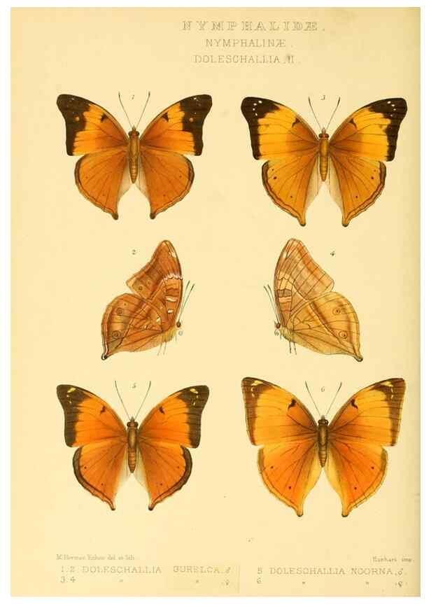 Reproducción/Reproduction 48953893718: Rhopalocera exotica. London :Gurney & Jackson,1887-1902.. 