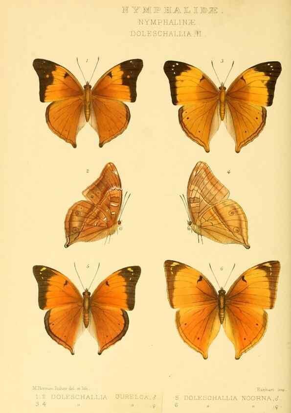 Reproducción/Reproduction 48953893718: Rhopalocera exotica. London :Gurney & Jackson,1887-1902.. 