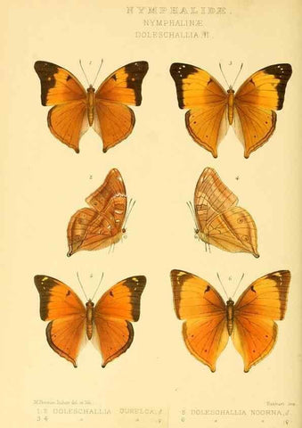 Reproducción/Reproduction 48953893718: Rhopalocera exotica. London :Gurney & Jackson,1887-1902.. 