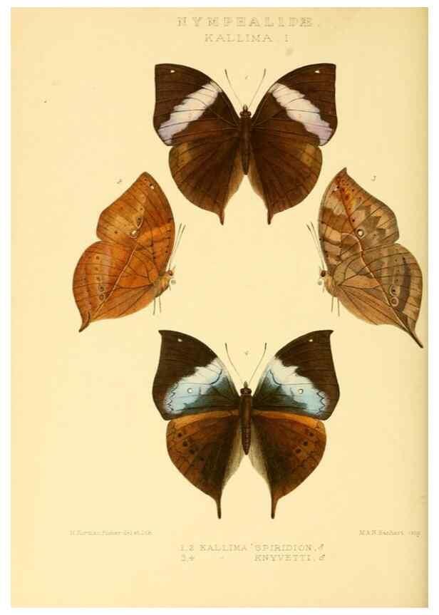 Reproducción/Reproduction 48954444226: Rhopalocera exotica. London :Gurney & Jackson,1887-1902.. 