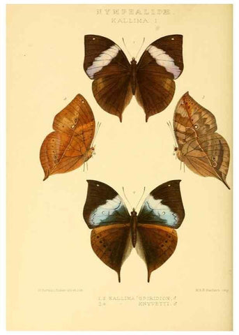 Reproducción/Reproduction 48954444226: Rhopalocera exotica. London :Gurney & Jackson,1887-1902.. 
