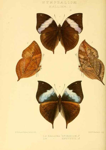 Reproducción/Reproduction 48954444226: Rhopalocera exotica. London :Gurney & Jackson,1887-1902.. 