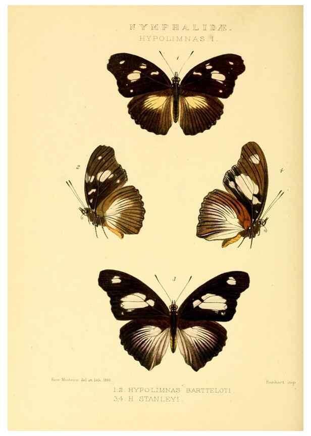 Reproducción/Reproduction 48953894413: Rhopalocera exotica. London :Gurney & Jackson,1887-1902.. 