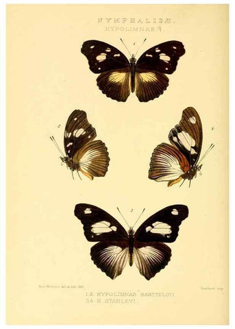 Reproducción/Reproduction 48953894413: Rhopalocera exotica. London :Gurney & Jackson,1887-1902.. 