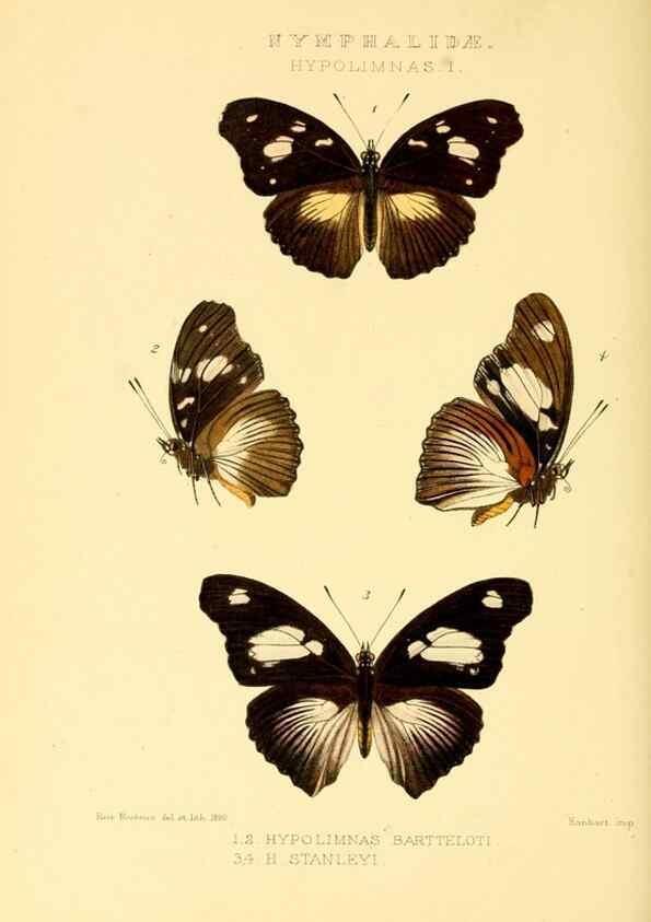 Reproducción/Reproduction 48953894413: Rhopalocera exotica. London :Gurney & Jackson,1887-1902.. 