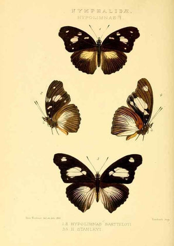 Reproducción/Reproduction 48953894413: Rhopalocera exotica. London :Gurney & Jackson,1887-1902.. 