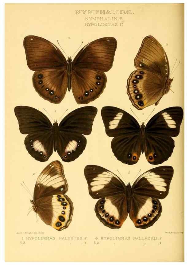 Reproducción/Reproduction 48953894738: Rhopalocera exotica. London :Gurney & Jackson,1887-1902.. 