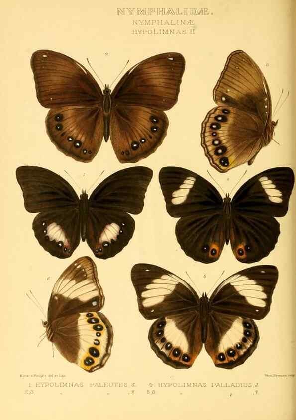 Reproducción/Reproduction 48953894738: Rhopalocera exotica. London :Gurney & Jackson,1887-1902.. 
