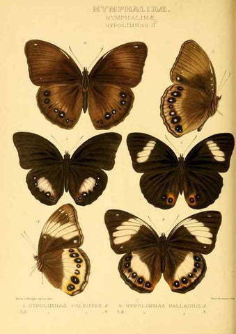 Reproducción/Reproduction 48953894738: Rhopalocera exotica. London :Gurney & Jackson,1887-1902.. 