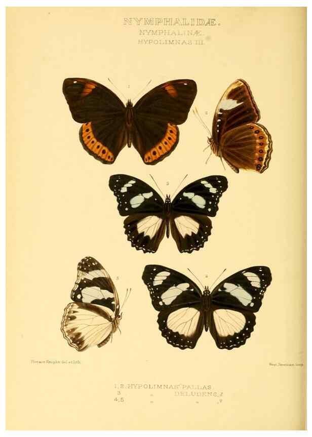 Reproducción/Reproduction 48954445351: Rhopalocera exotica. London :Gurney & Jackson,1887-1902.. 