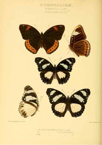 Reproducción/Reproduction 48954445351: Rhopalocera exotica. London :Gurney & Jackson,1887-1902.. 