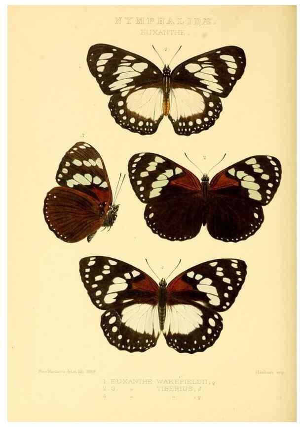 Reproducción/Reproduction 48954445696: Rhopalocera exotica. London :Gurney & Jackson,1887-1902.. 