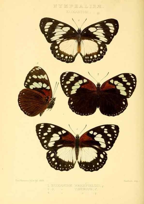 Reproducción/Reproduction 48954445696: Rhopalocera exotica. London :Gurney & Jackson,1887-1902.. 