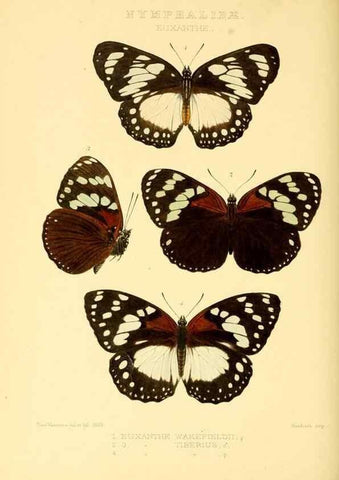 Reproducción/Reproduction 48954445696: Rhopalocera exotica. London :Gurney & Jackson,1887-1902.. 