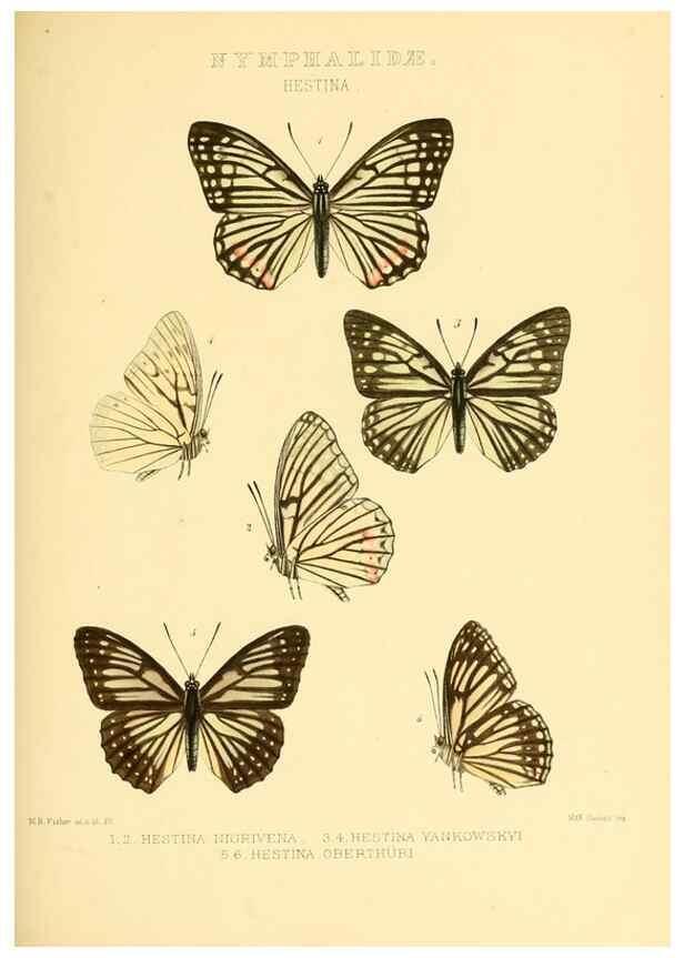 Reproducción/Reproduction 48954445976: Rhopalocera exotica. London :Gurney & Jackson,1887-1902.. 