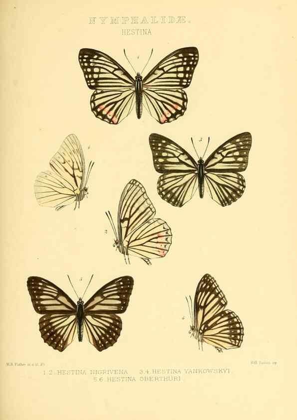 Reproducción/Reproduction 48954445976: Rhopalocera exotica. London :Gurney & Jackson,1887-1902.. 