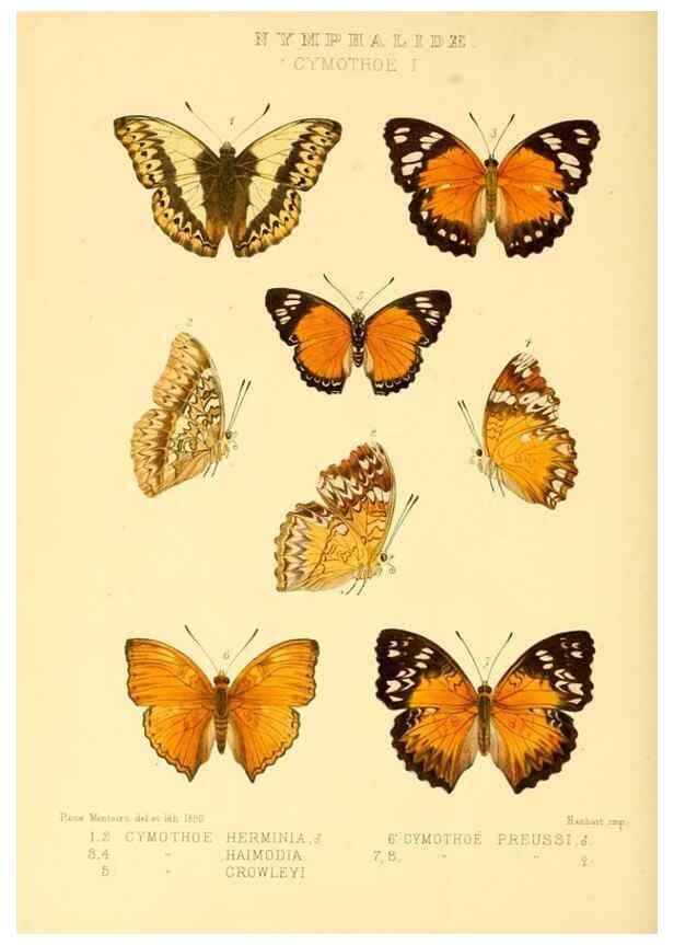 Reproducción/Reproduction 48953896068: Rhopalocera exotica. London :Gurney & Jackson,1887-1902.. 