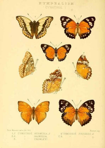 Reproducción/Reproduction 48953896068: Rhopalocera exotica. London :Gurney & Jackson,1887-1902.. 
