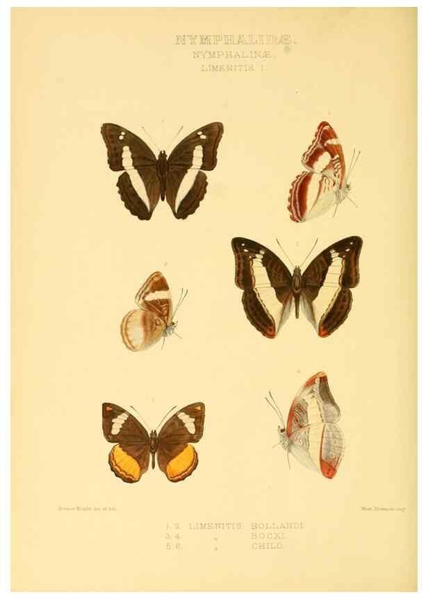 Reproducción/Reproduction 48954446646: Rhopalocera exotica. London :Gurney & Jackson,1887-1902.. 