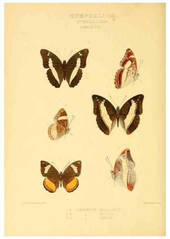 Reproducción/Reproduction 48954446646: Rhopalocera exotica. London :Gurney & Jackson,1887-1902.. 