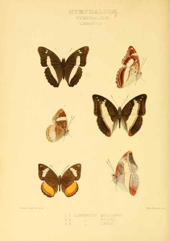 Reproducción/Reproduction 48954446646: Rhopalocera exotica. London :Gurney & Jackson,1887-1902.. 