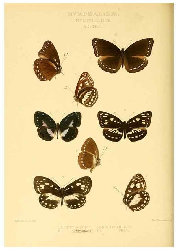 Reproducción/Reproduction 48953896608: Rhopalocera exotica. London :Gurney & Jackson,1887-1902.. 