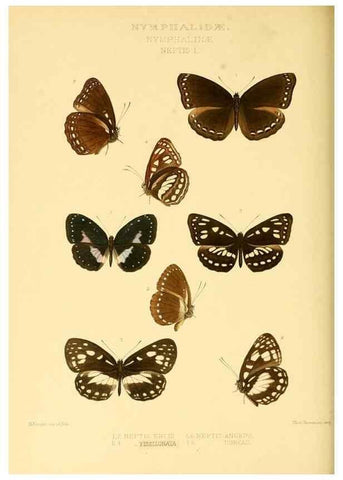 Reproducción/Reproduction 48953896608: Rhopalocera exotica. London :Gurney & Jackson,1887-1902.. 