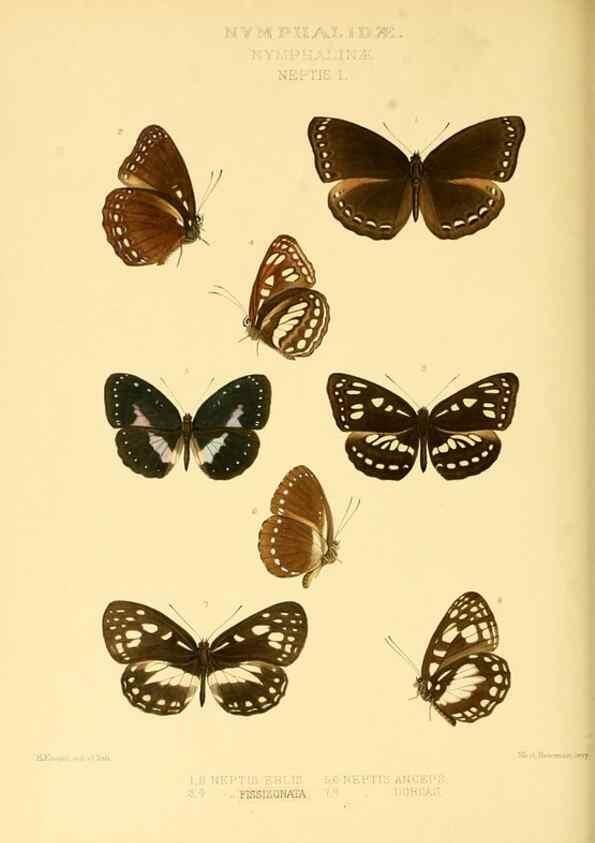Reproducción/Reproduction 48953896608: Rhopalocera exotica. London :Gurney & Jackson,1887-1902.. 