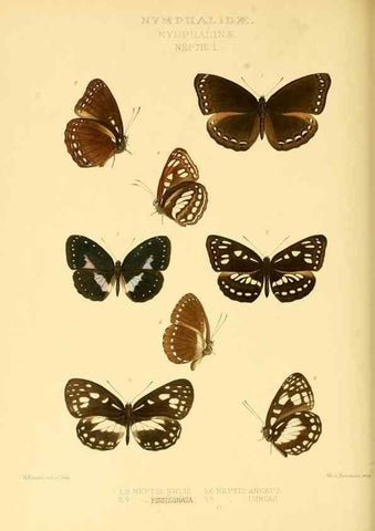 Reproducción/Reproduction 48953896608: Rhopalocera exotica. London :Gurney & Jackson,1887-1902.. 