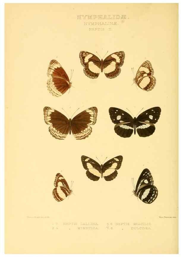 Reproducción/Reproduction 48954447301: Rhopalocera exotica. London :Gurney & Jackson,1887-1902.. 