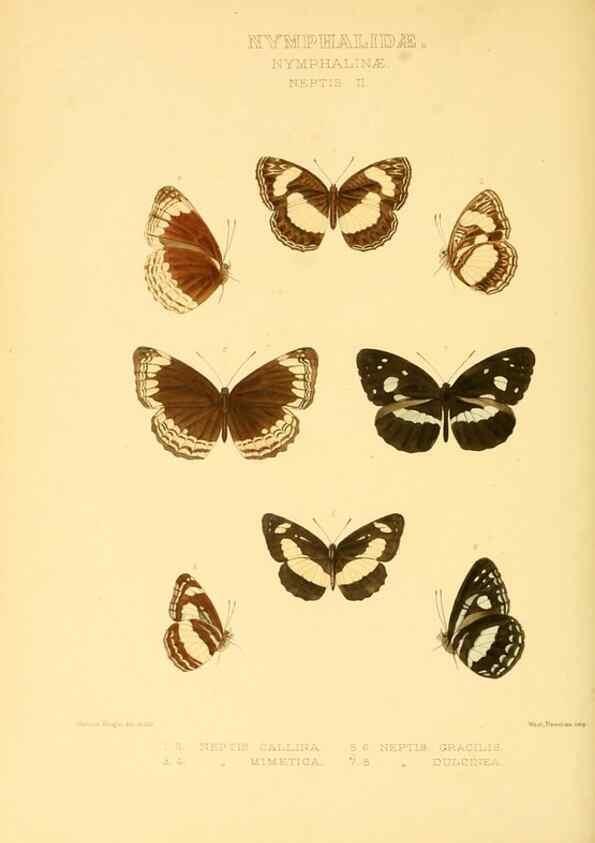 Reproducción/Reproduction 48954447301: Rhopalocera exotica. London :Gurney & Jackson,1887-1902.. 